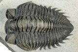 Detailed Coltraneia Trilobite Fossil - Huge Faceted Eyes #311143-2